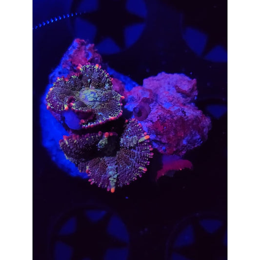 Mardis Gras Bounce Mushrooms WYSIWYG!