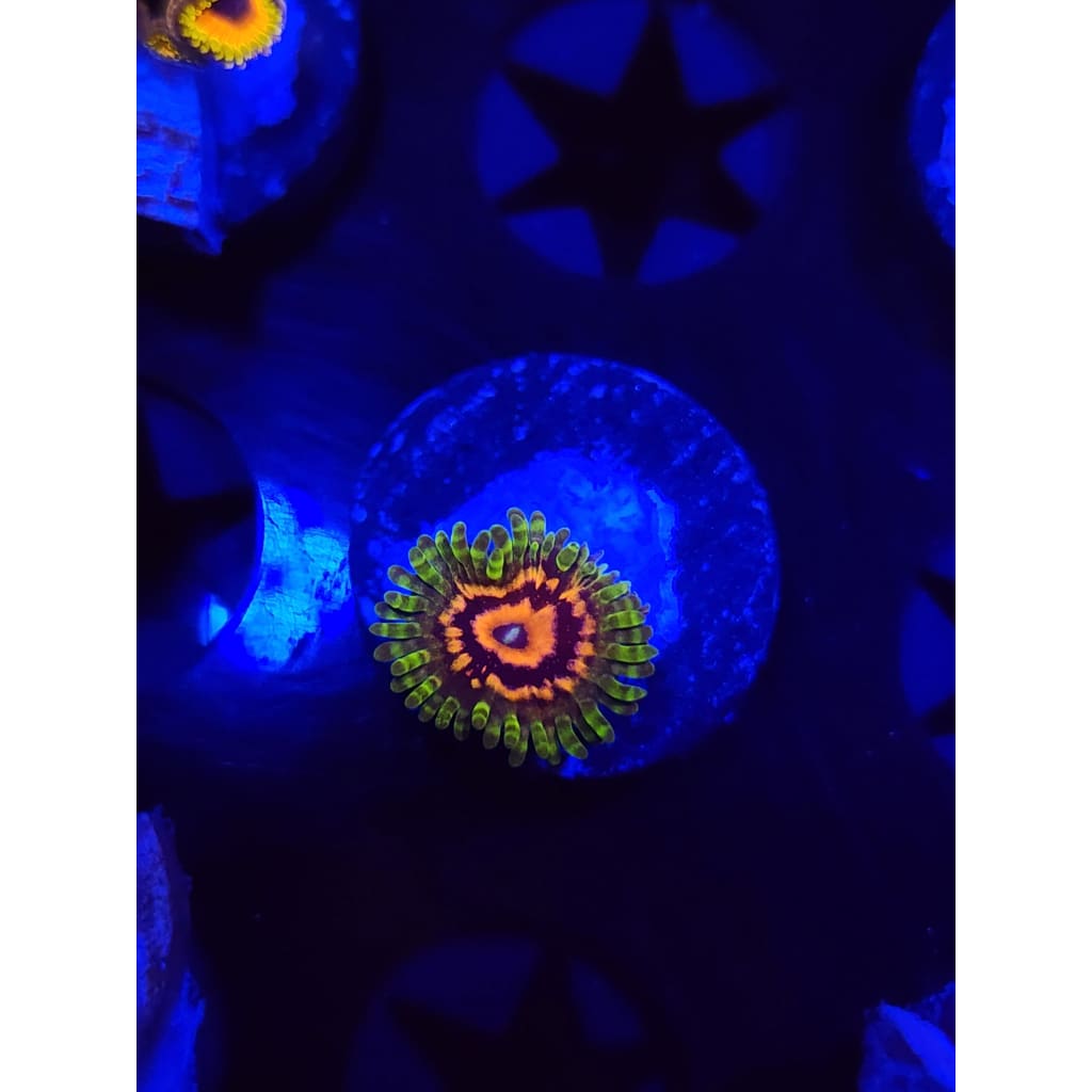 Marvin the Martian Zoanthid Frag WYSIWYG!