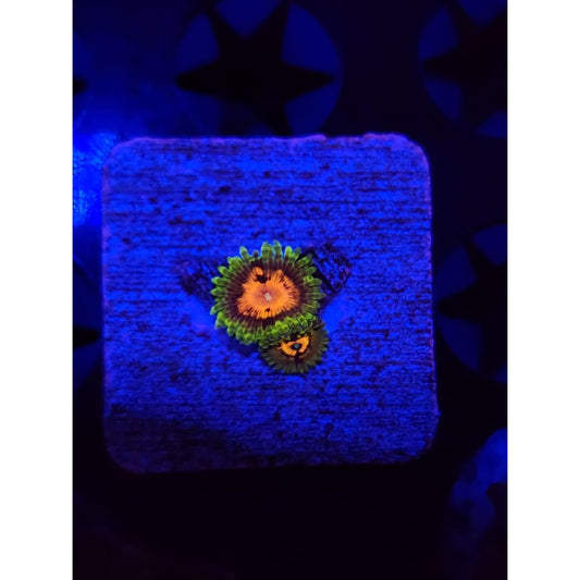 Marvin the Martian Zoanthid Frag WYSIWYG!