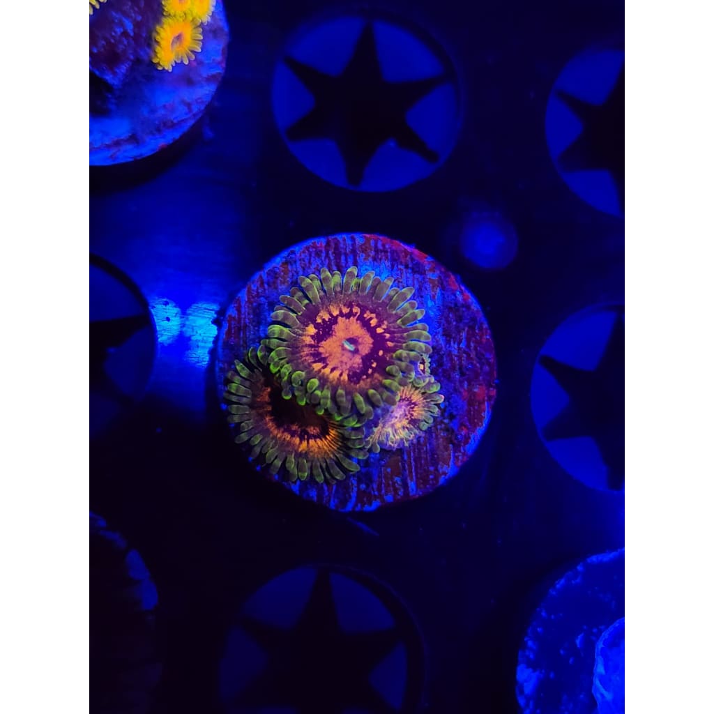 Marvin the Martian Zoanthid Frag WYSIWYG!