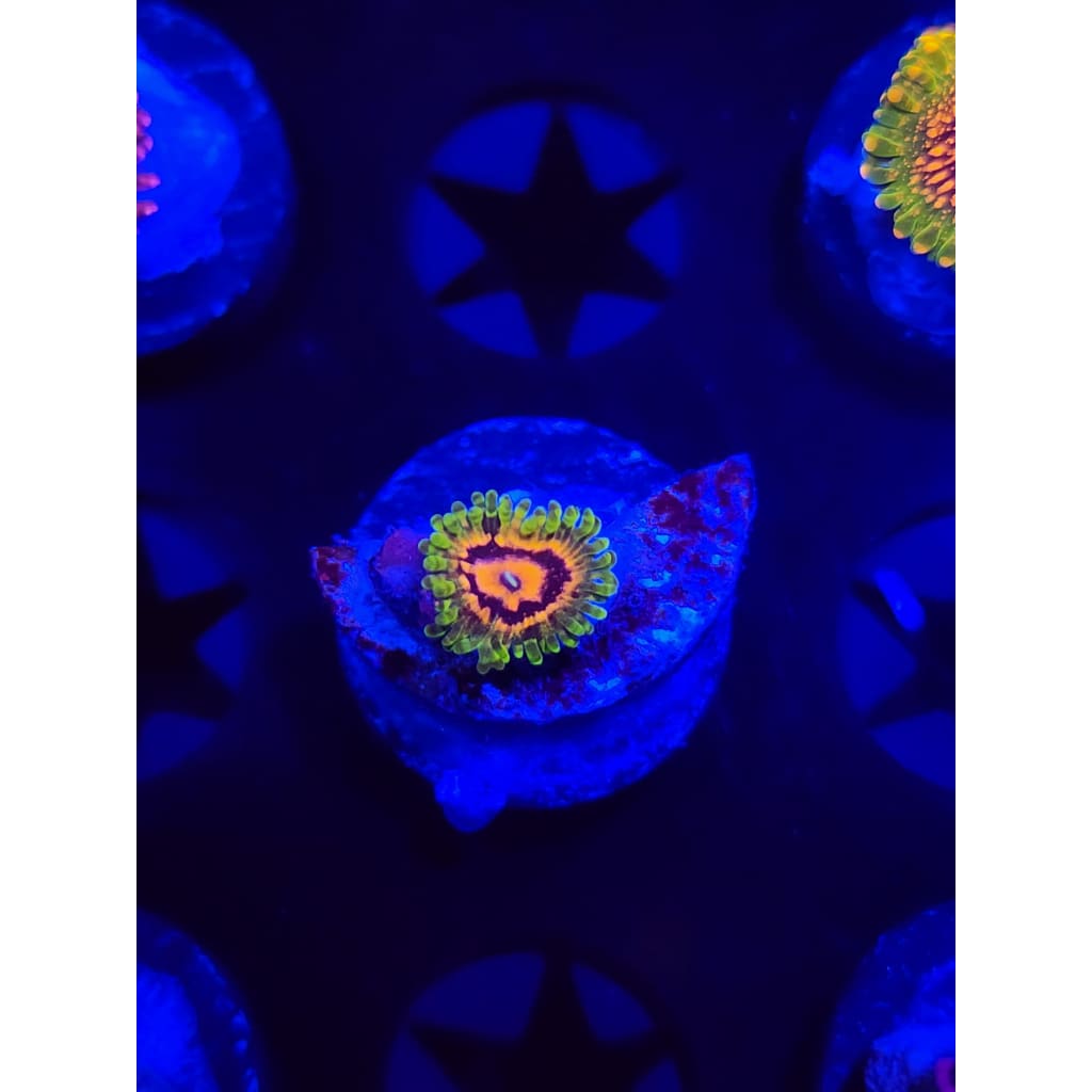Marvin the Martian Zoanthid Frag WYSIWYG!