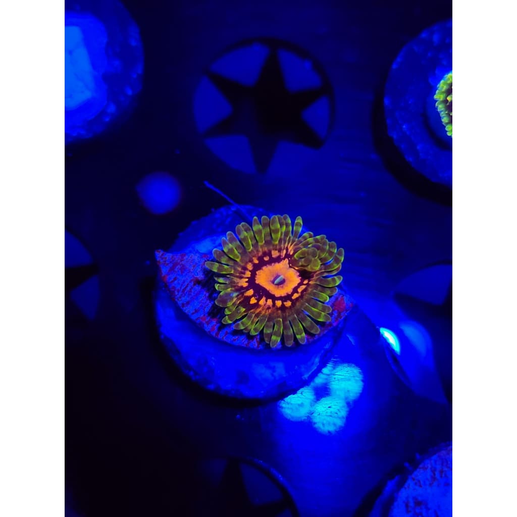Marvin the Martian Zoanthid Frag WYSIWYG!