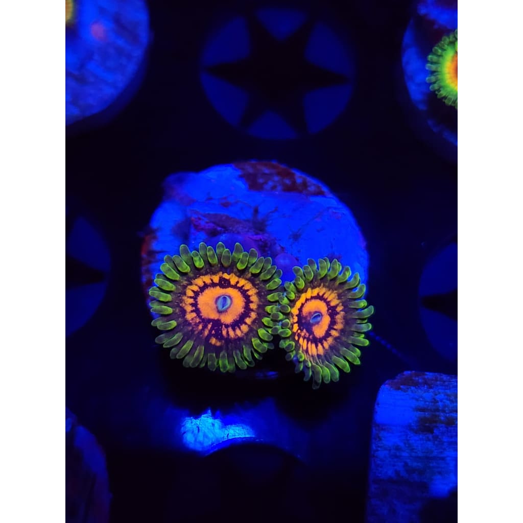 Marvin the Martian Zoanthid Frag WYSIWYG!