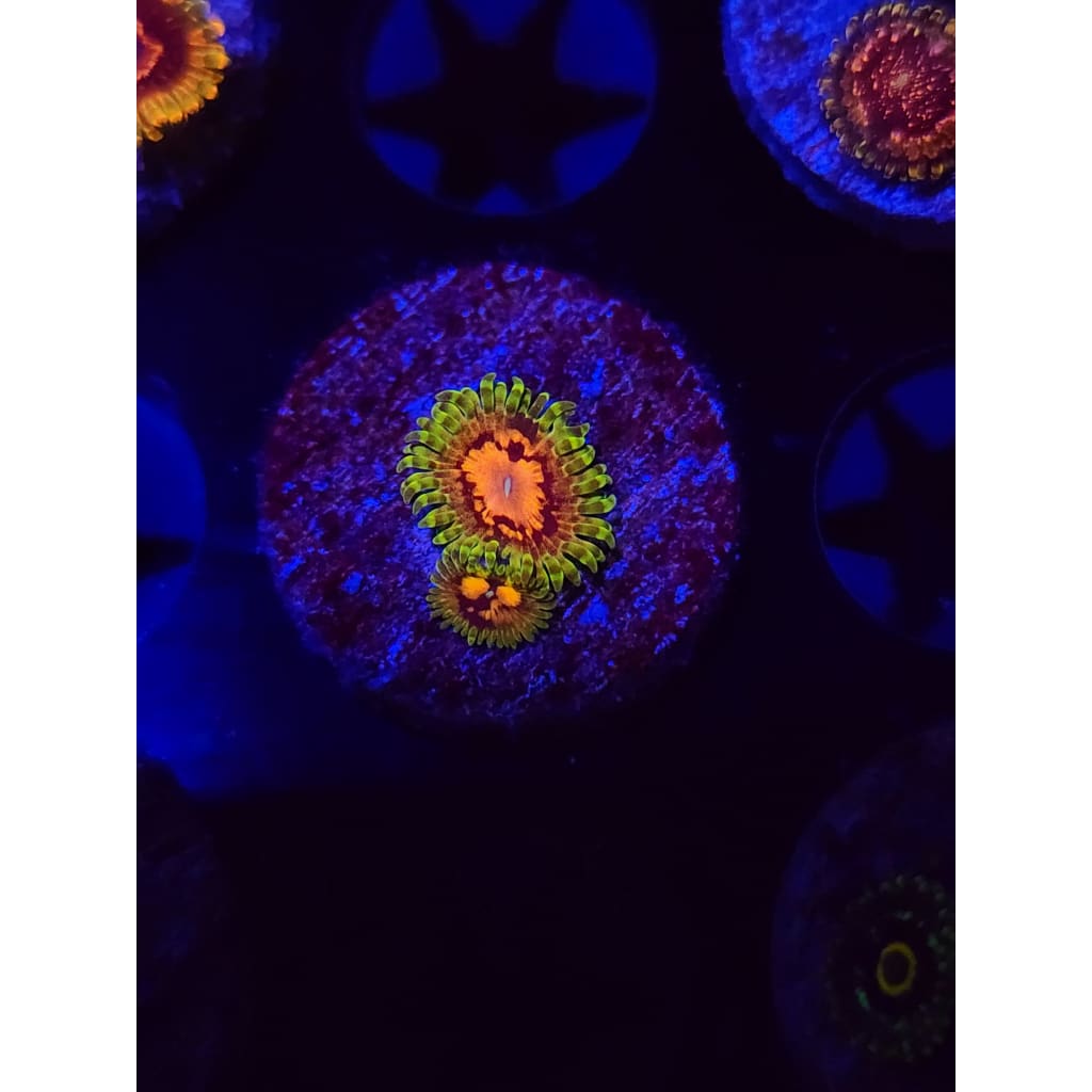 Marvin the Martian Zoanthid Frag WYSIWYG!