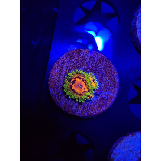 Marvin the Martian Zoanthid Frag WYSIWYG!
