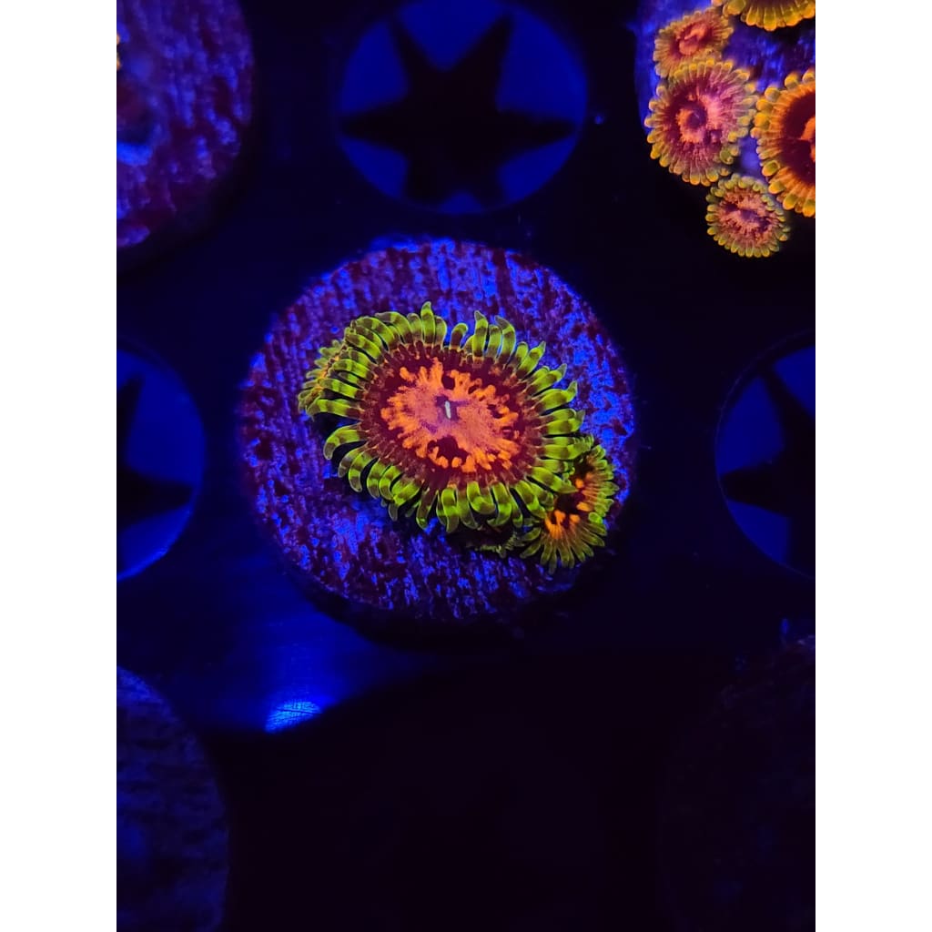 Marvin the Martians Zoanthid Frag WYSIWYG!