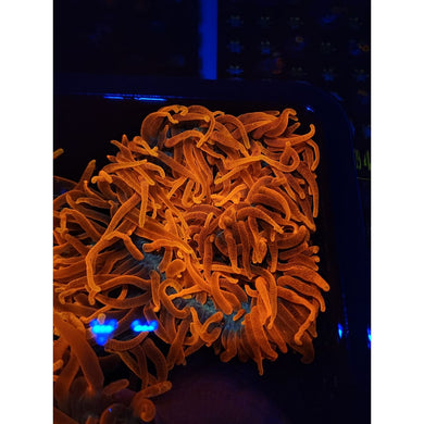 MASSIVE Colorado Sunburst Anemone WYSIWYG!