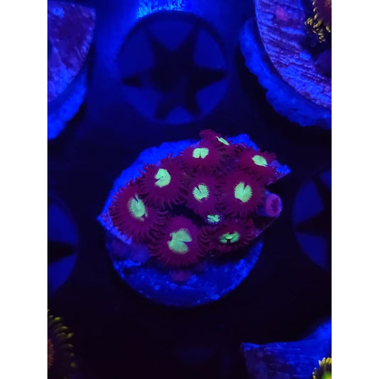Mean Green Zoanthid Frag WYSIWYG!