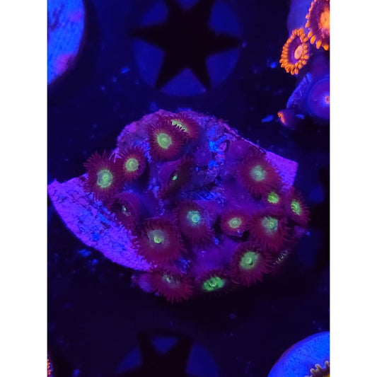 Mean Green Zoanthid Frag WYSIWYG!