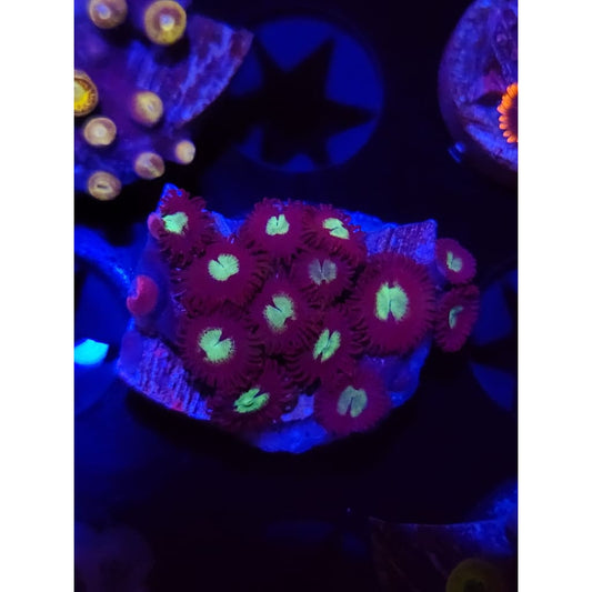 Mean Green Zoanthid Frag WYSIWYG!