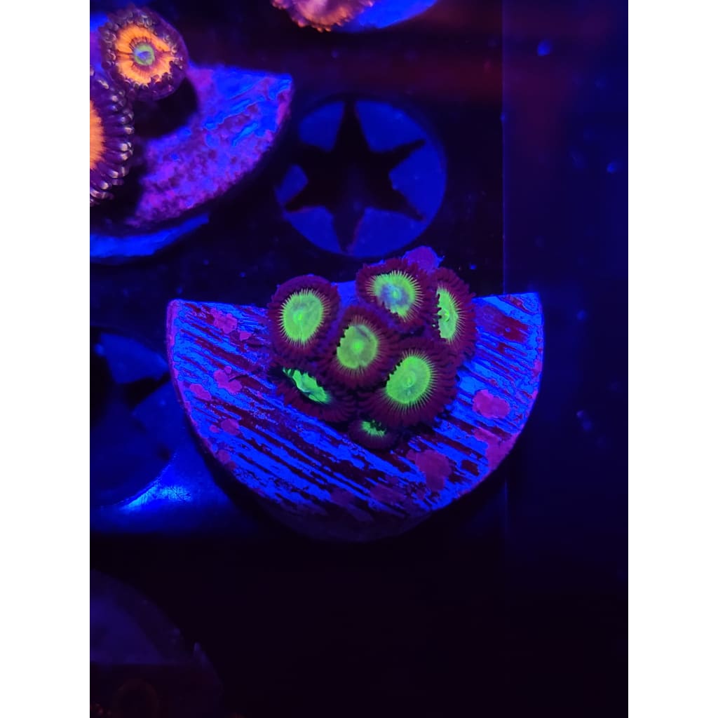 Mean Green Zoanthid Frag WYSIWYG!