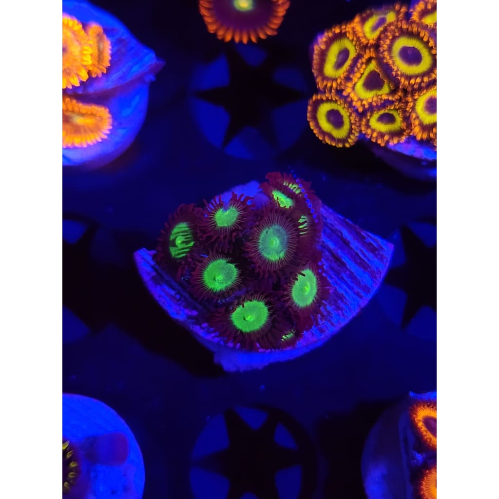 Mean Green Zoanthid Frag WYSIWYG!