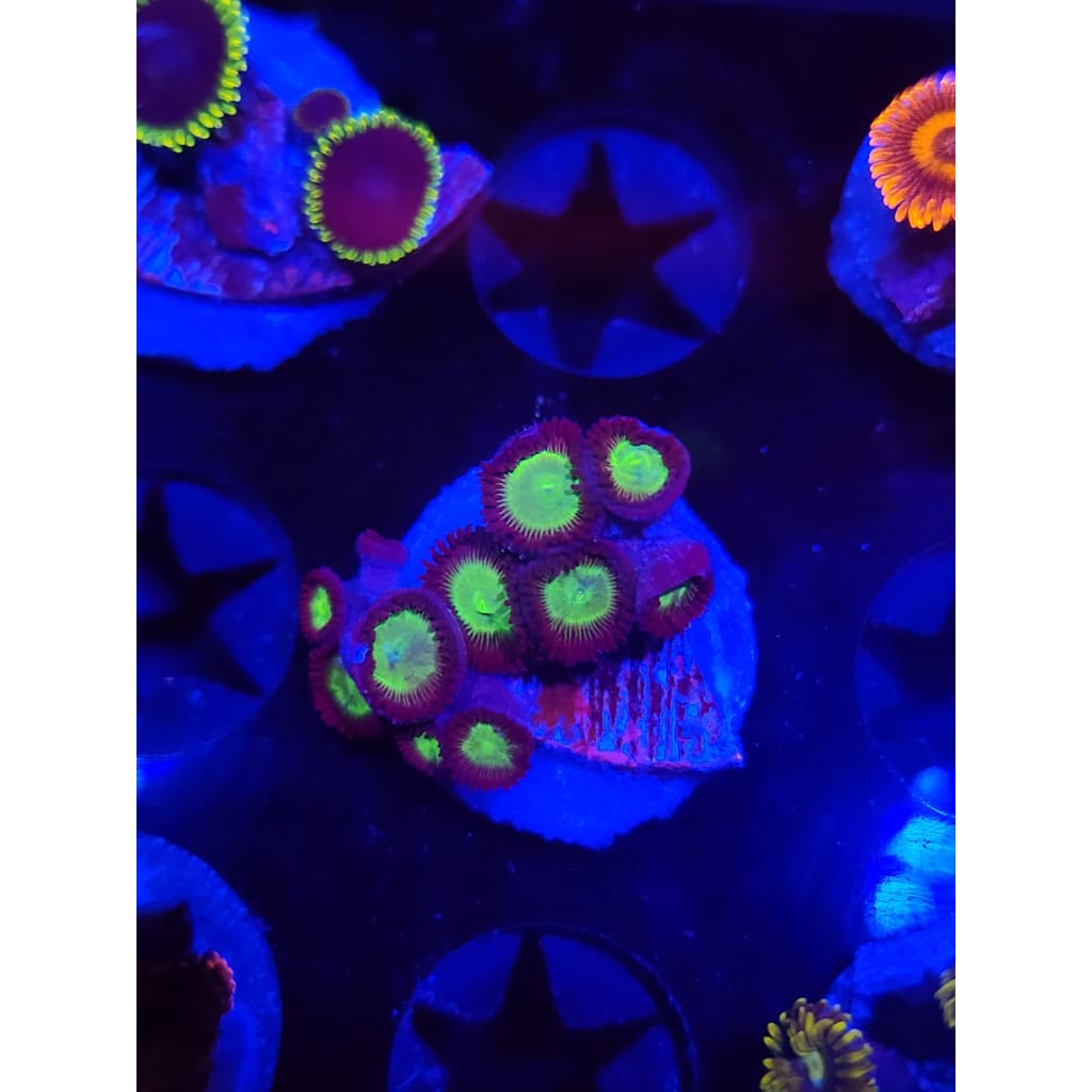 Mean Greens Zoanthid Frag WYSIWYG!