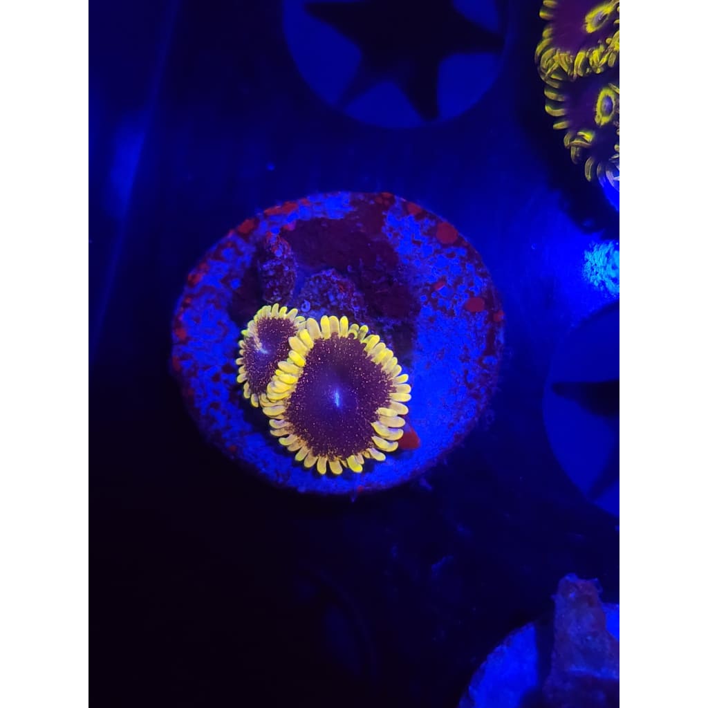 Mesosphere Zoanthid Frag WYSIWYG!