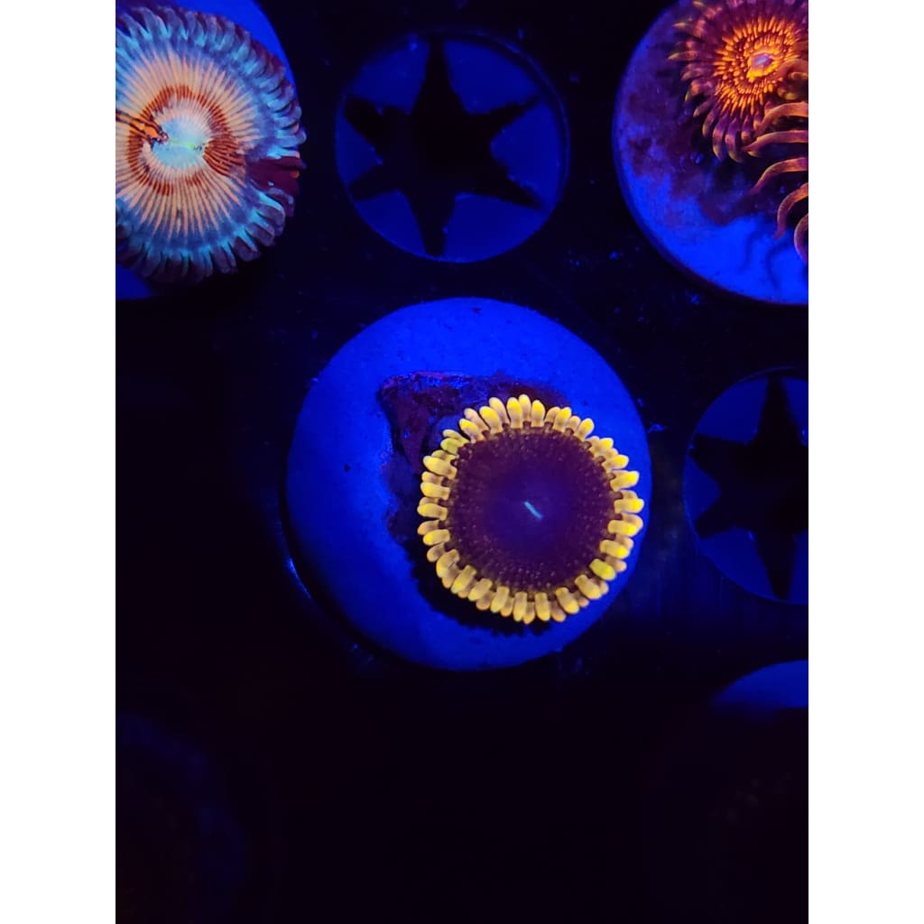 Mesosphere Zoanthid Frag WYSIWYG!