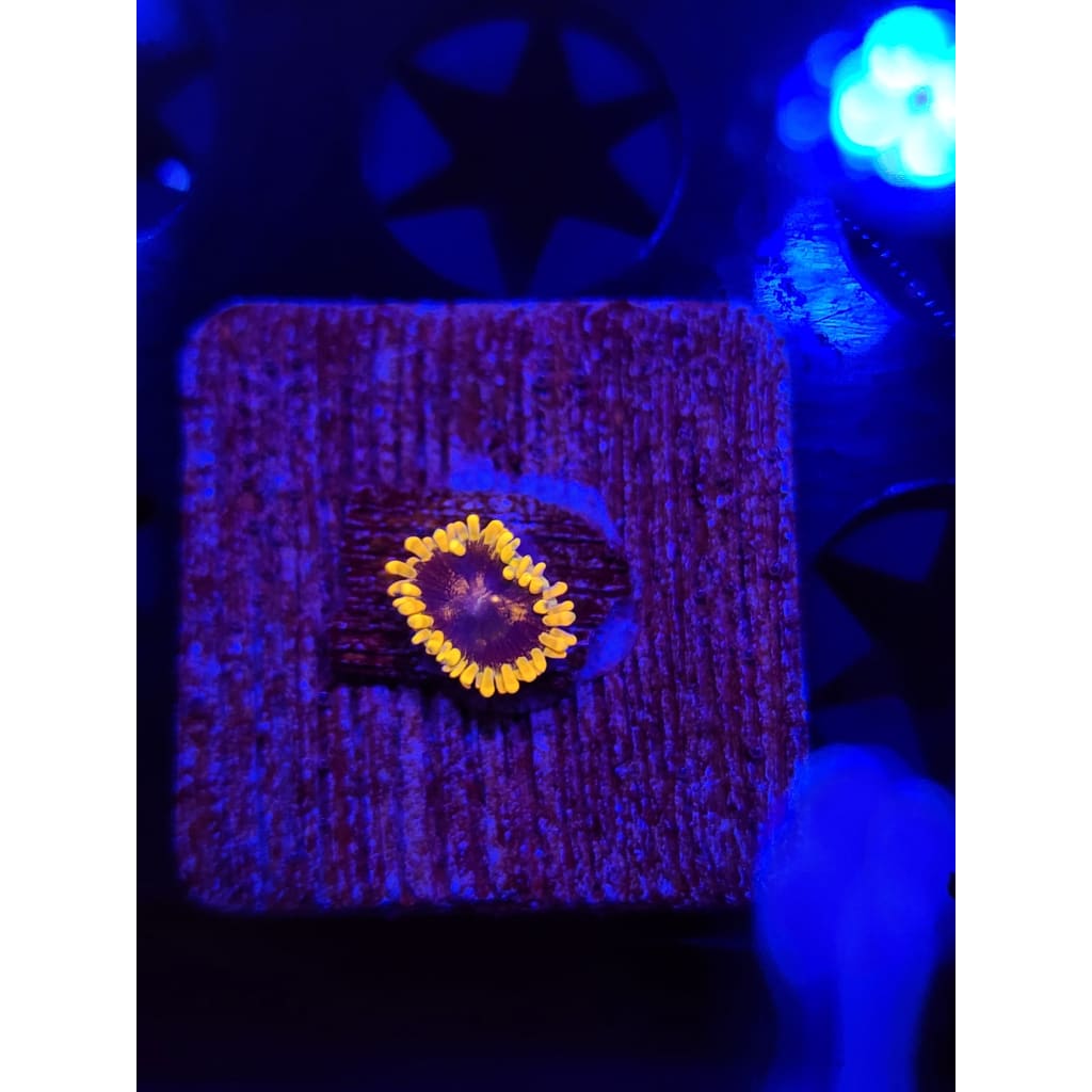 Mesosphere Zoanthid Frag WYSIWYG!