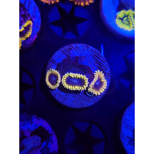 Mesosphere Zoanthid Frag WYSIWYG!