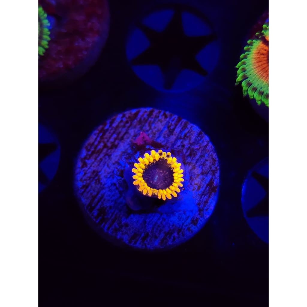 Mesosphere Zoanthid Frag WYSIWYG!