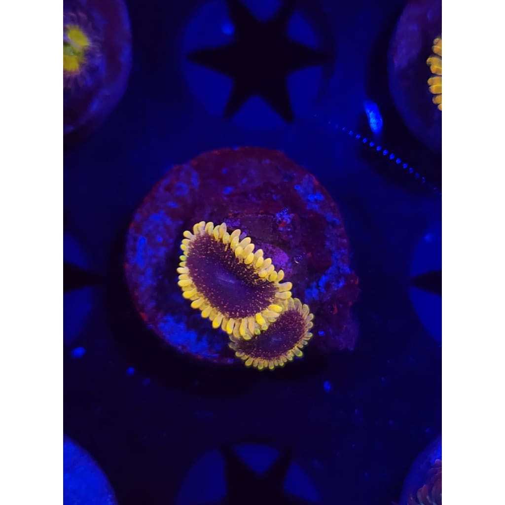 Mesosphere Zoanthid Frag WYSIWYG!