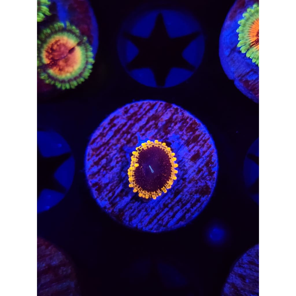 Mesosphere Zoanthid Frag WYSIWYG!