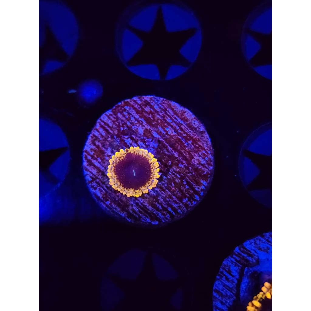Mesosphere Zoanthid Frag WYSIWYG!