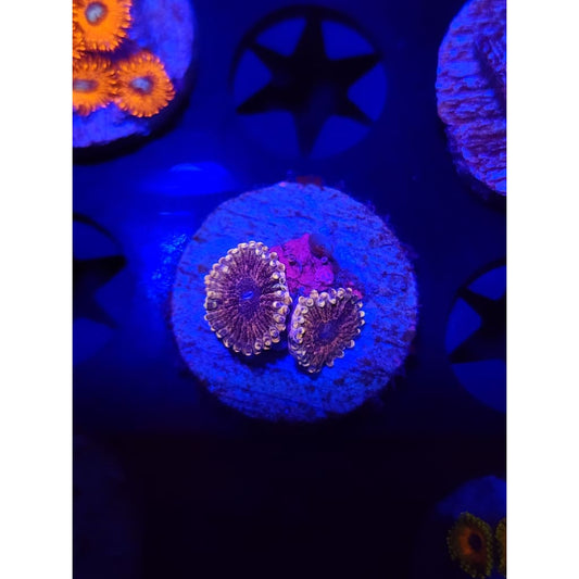 Meteor Dust Zoanthid Frag WYSIWYG!