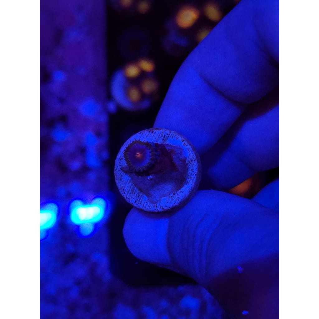 Miami Vice Zoanthid Frag WYSIWYG!