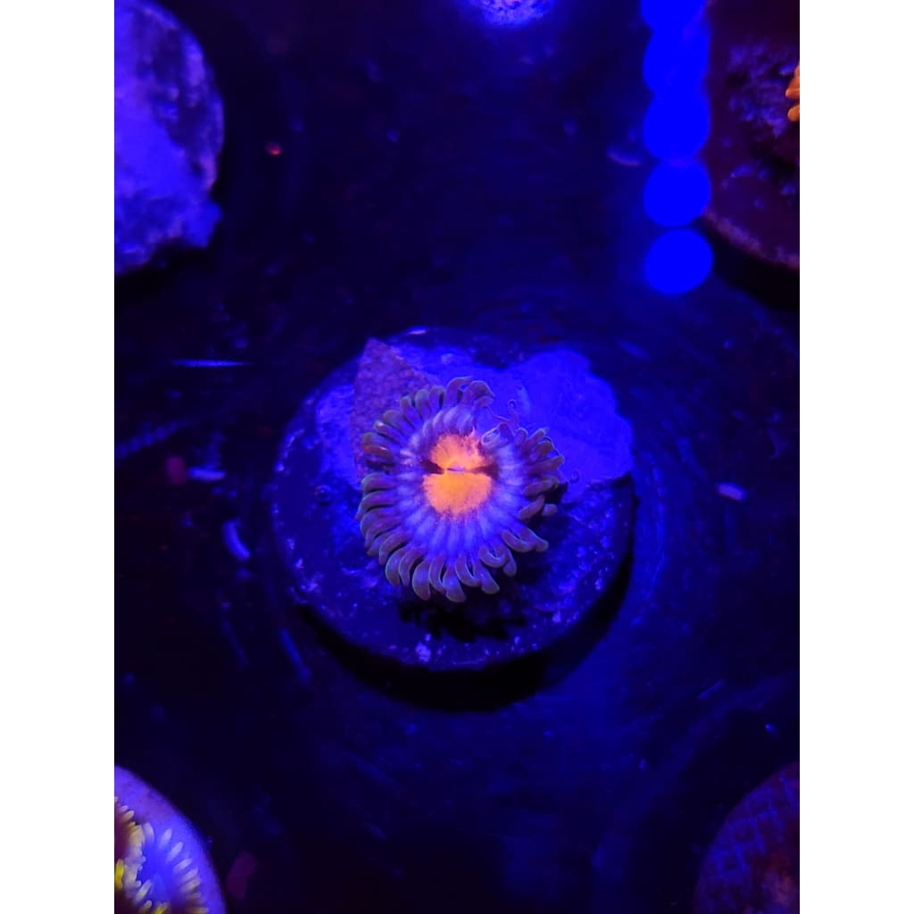 Miami Vice Zoanthid Frag WYSIWYG!
