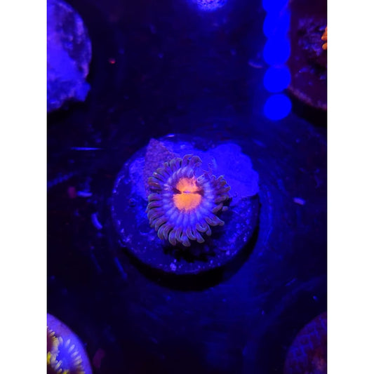 Miami Vice Zoanthid Frag WYSIWYG!
