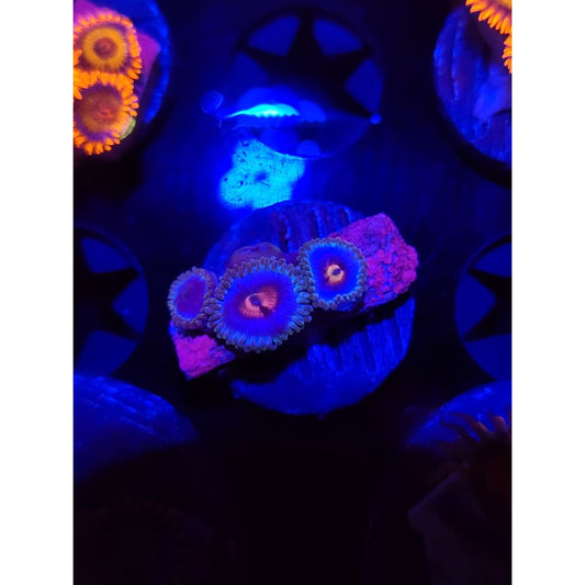 Miami Vice Zoanthid Frag WYSIWYG!