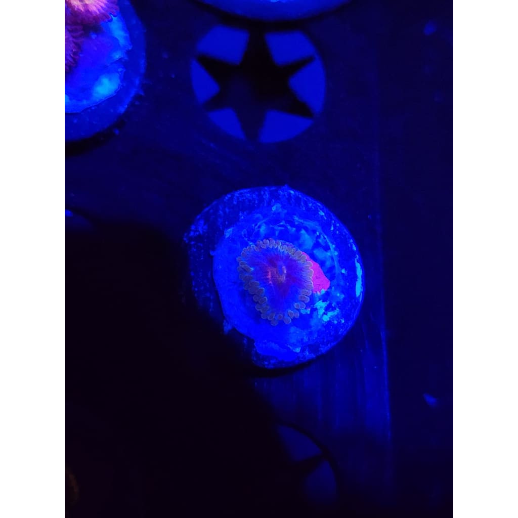Miami Vice Zoanthid Frag WYSIWYG!