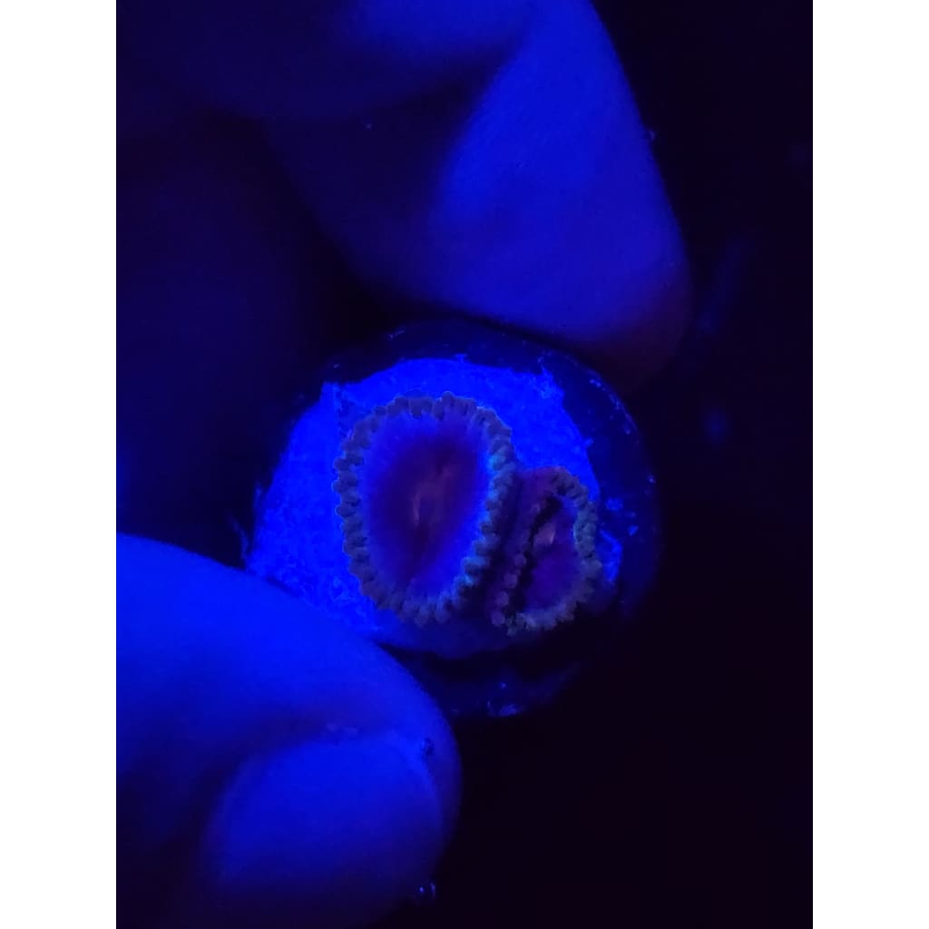 Miami Vice Zoanthid Frag WYSIWYG!