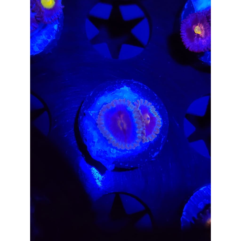 Miami Vice Zoanthid Frag WYSIWYG!