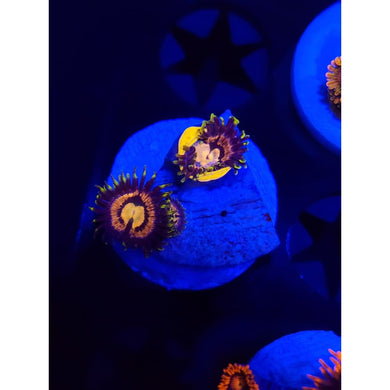 Mister Twister Zoanthid Frag WYSIWYG!