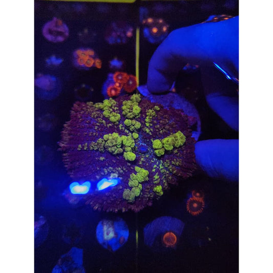 Monster Uranium Bounce Mushroom WYSIWYG!