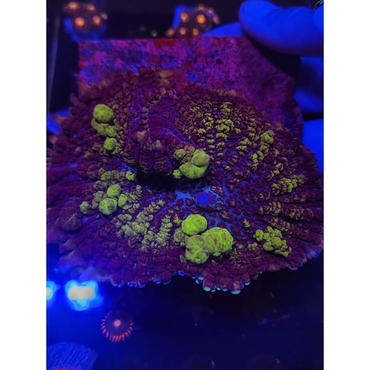 Monster Uranium Bounce Mushroom WYSIWYG!