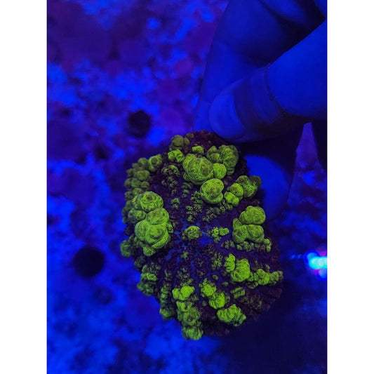 Monster Uranium Bounce Mushroom WYSIWYG!