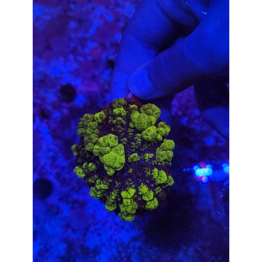 Monster Uranium Bounce Mushroom WYSIWYG!