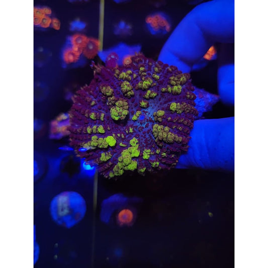 Monster Uranium COMBO Bounce Mushroom WYSIWYG!