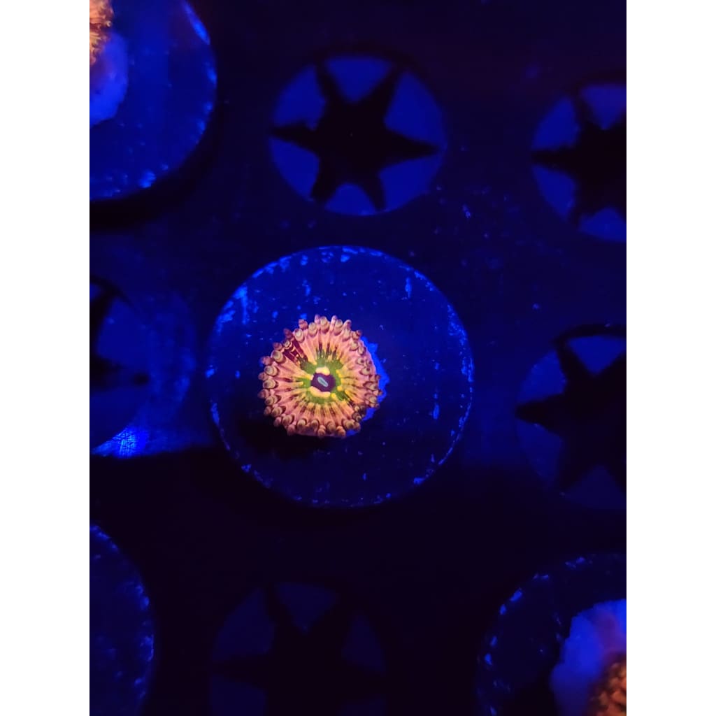 Monsters Inc Zoanthid Frag WYSIWYG!