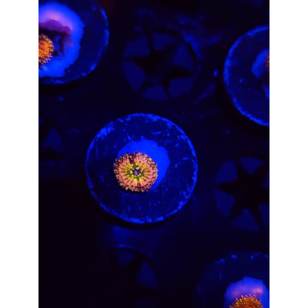 Monsters Inc Zoanthid Frag WYSIWYG!
