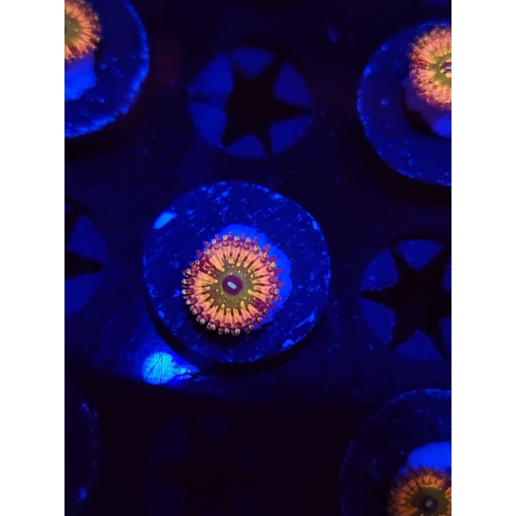 Monsters Inc Zoanthid Frag WYSIWYG!