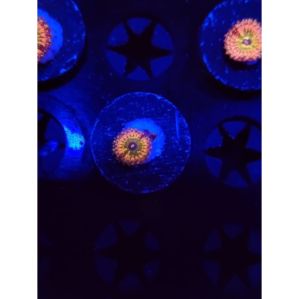 Monsters Inc Zoanthid Frag WYSIWYG!