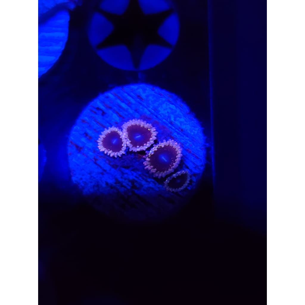 Mud Puddle Zoanthid Frag WYSIWYG!
