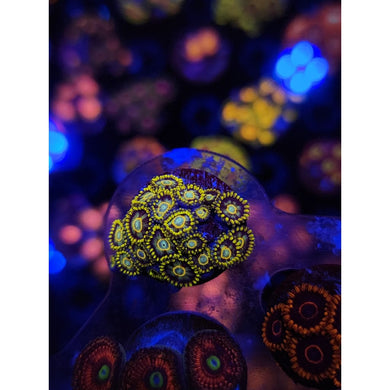 Murder Hornet Zoanthid Frag WYSIWYG!