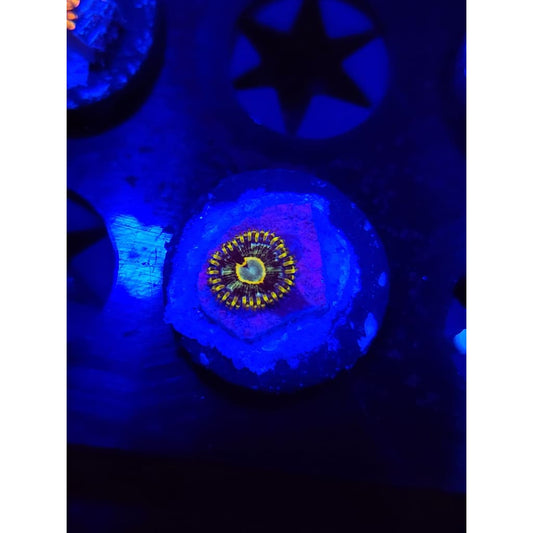 Murder Hornet Zoanthid Frag WYSIWYG!