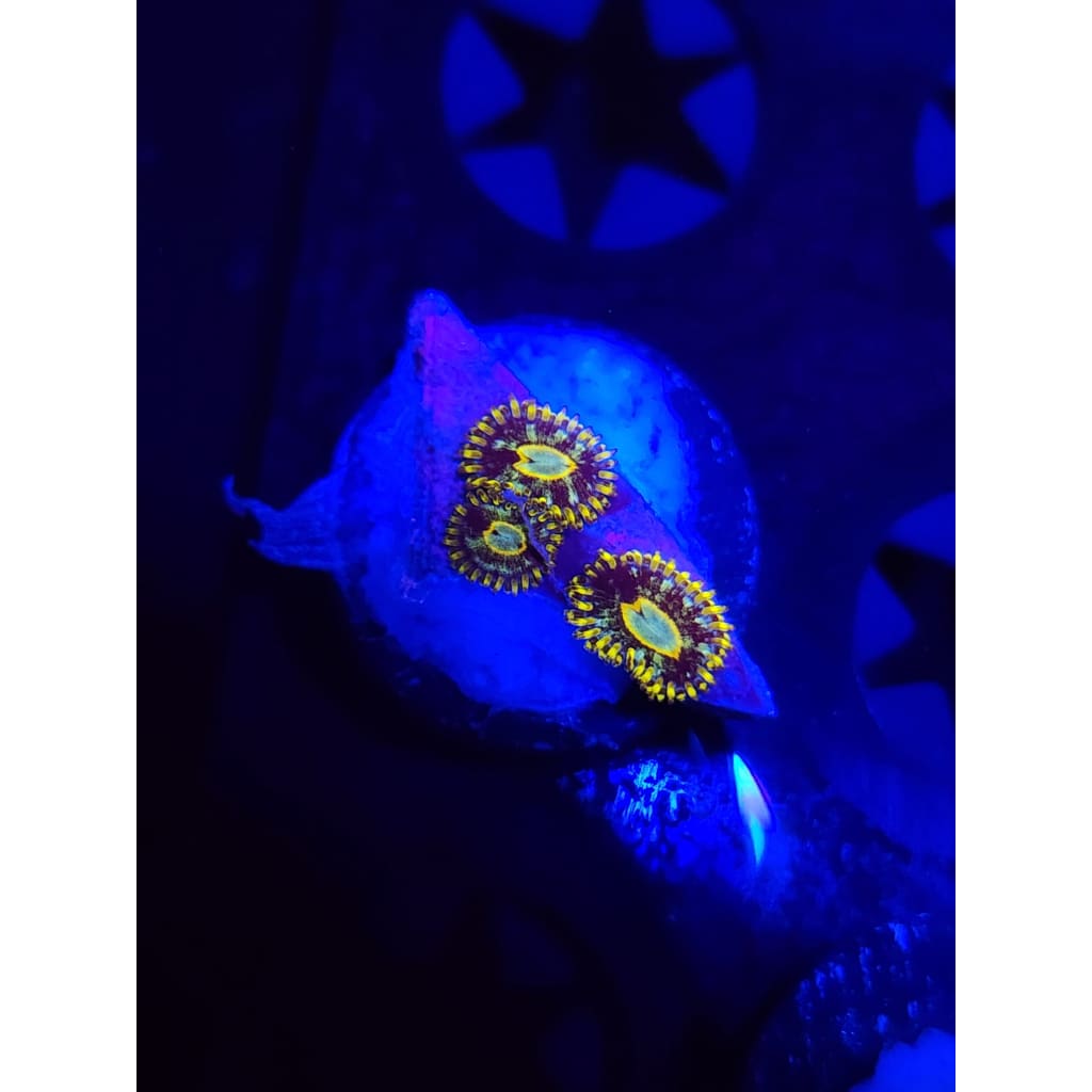 Murder Hornet Zoanthid Frag WYSIWYG!