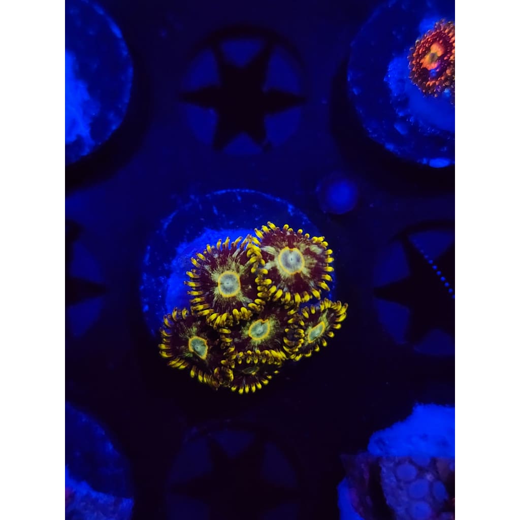 Murder Hornet Zoanthid Frag WYSIWYG!