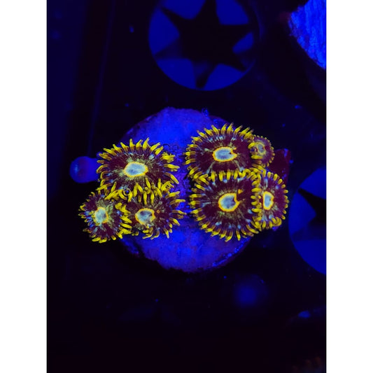 Murder Hornet Zoanthid Frag WYSIWYG!