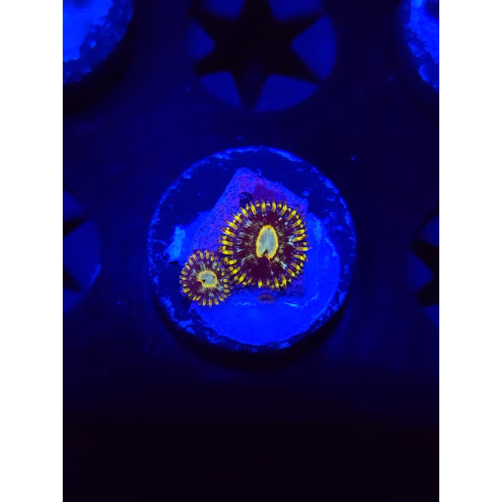 Murder Hornet Zoanthid Frag WYSIWYG!
